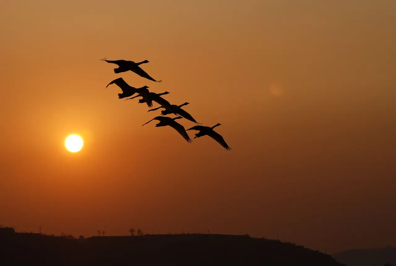 Wildgänse im Formationsflug vor der tiefstehenden Abendsonne